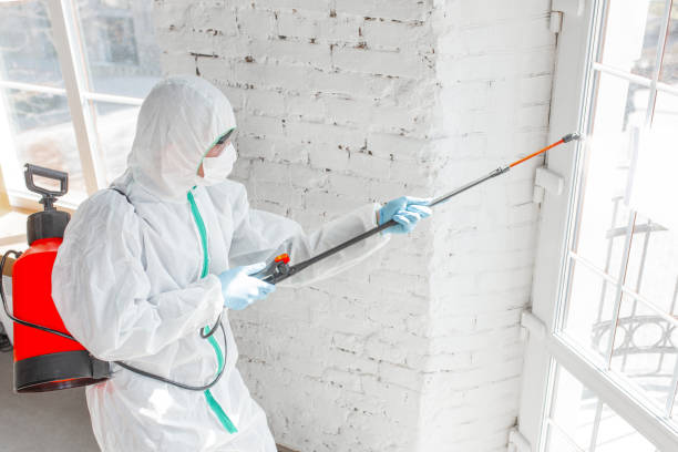 Best Mold Removal for HVAC Installations in USA