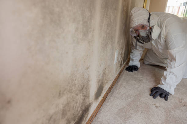 Best Mold Remediation for Healthcare Facilities in USA